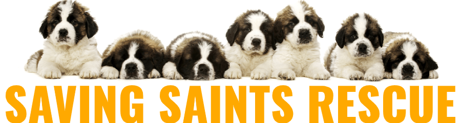 Saving Saints Rescue UK - Association of Dogs and Cats Homes