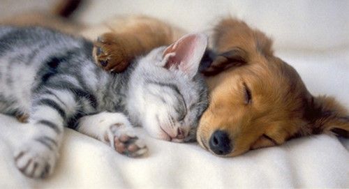 Dog And Cat Photo