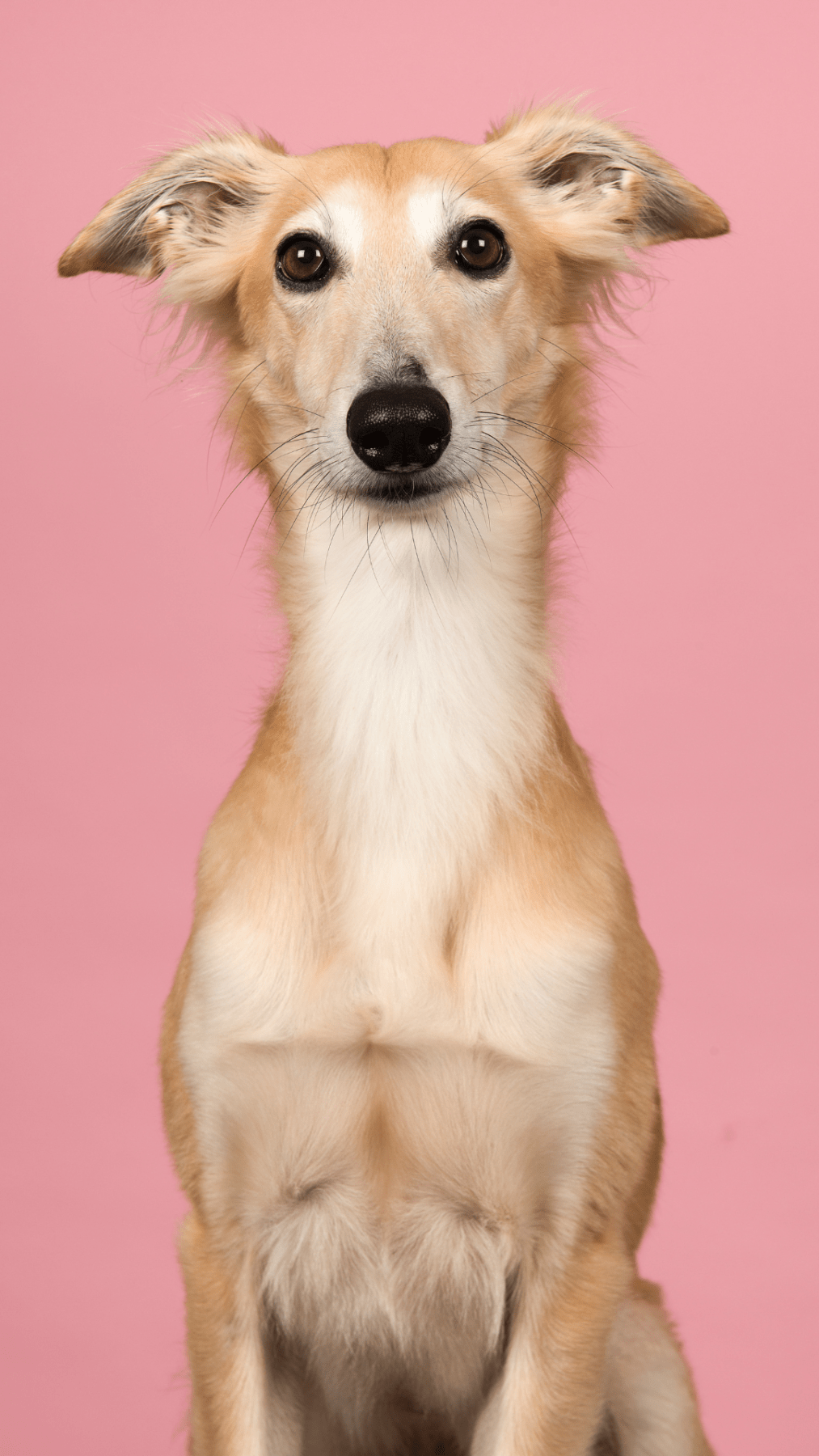 ADCH Conference 2023 Association Of Dogs And Cats Homes