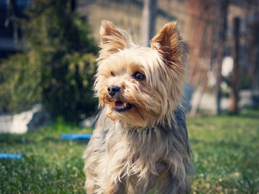 Yorkshire Terrier Dog